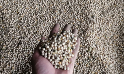 Горох продовольственный и кормовой - absolutural.ru - Шадринск