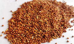 Отгрузка просо красного в Таджикистан - absolutural.ru - Шадринск