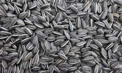 Отгрузка семя подсолнечника в Казахстан - absolutural.ru - Шадринск